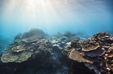 Coral reef thriving in clean clear water